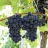 Fredonia Live Wine Grape Vine Plants - 2 Pack, 1-2 Year Old, Pruned for Planting, Outdoor - Image 1
