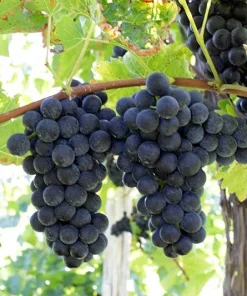 Fredonia Live Wine Grape Vine Plants - 2 Pack, 1-2 Year Old, Pruned for Planting, Outdoor - Image 1