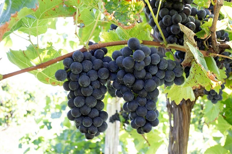 Fredonia Live Wine Grape Vine Plants - 2 Pack, 1-2 Year Old, Pruned for Planting, Outdoor - Image 1