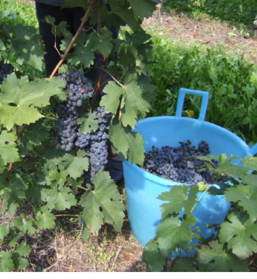 Fredonia Live Wine Grape Vine Plants - 2 Pack, 1-2 Year Old, Pruned for Planting, Outdoor - Image 4