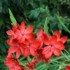 Freesia Mixed Colors Seeds - 20 Painted Petals Flower Seeds Anomatheca Laxa - Image 1