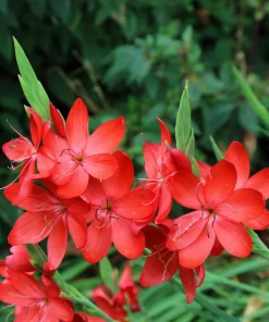Freesia Mixed Colors Seeds - 20 Painted Petals Flower Seeds Anomatheca Laxa - Image 1