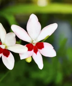 Freesia Mixed Colors Seeds - 20 Painted Petals Flower Seeds Anomatheca Laxa - Image 4