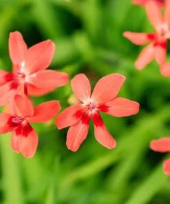 Freesia Mixed Colors Seeds - 20 Painted Petals Flower Seeds Anomatheca Laxa - Image 5