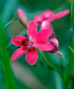 Freesia Mixed Colors Seeds - 20 Painted Petals Flower Seeds Anomatheca Laxa - Image 6