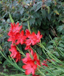 Freesia Mixed Colors Seeds - 20 Painted Petals Flower Seeds Anomatheca Laxa - Image 7