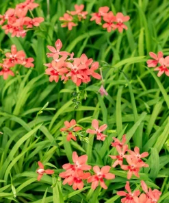 Freesia Mixed Colors Seeds - 20 Painted Petals Flower Seeds Anomatheca Laxa - Image 8