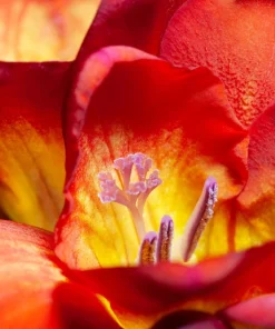 Freesia Royal Champion Mix Flower Seeds - Mixed Colors - 5 Seeds - Image 10