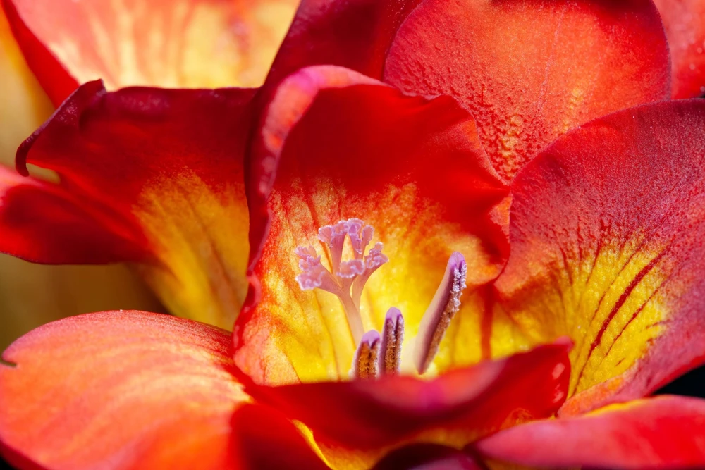 Freesia Royal Champion Mix Flower Seeds - Mixed Colors - 5 Seeds - Image 10