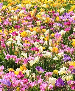 Freesia Royal Champion Mix Flower Seeds - Mixed Colors - 5 Seeds - Image 2