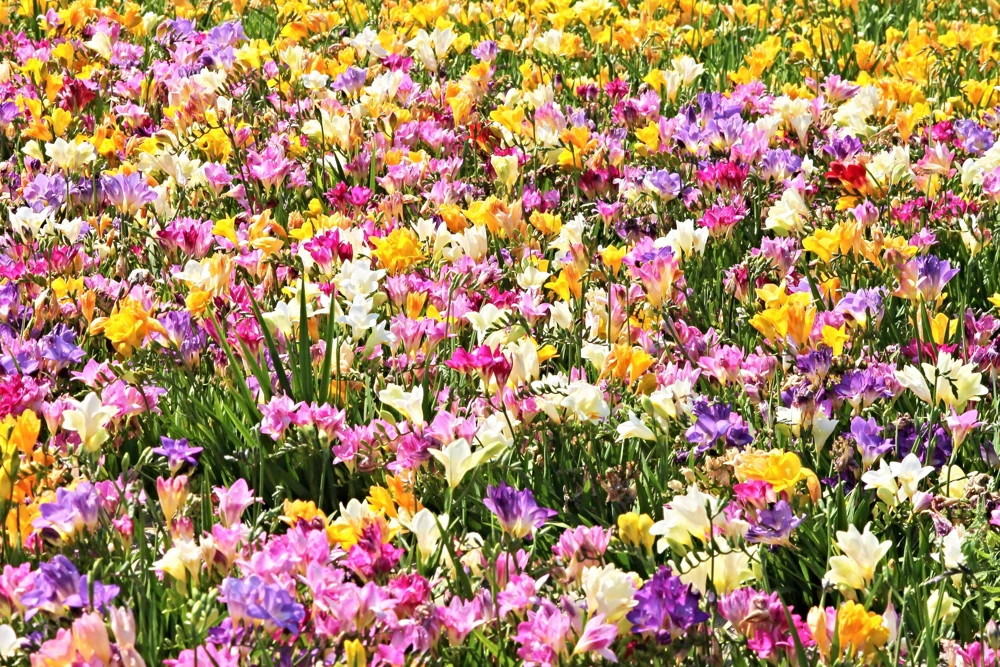 Freesia Royal Champion Mix Flower Seeds - Mixed Colors - 5 Seeds - Image 2