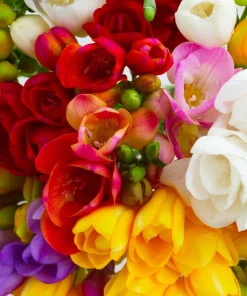 Freesia Royal Champion Mix Flower Seeds - Mixed Colors - 5 Seeds - Image 3
