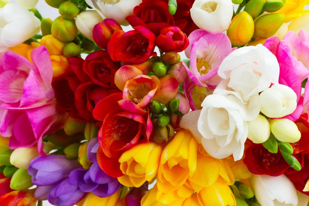 Freesia Royal Champion Mix Flower Seeds - Mixed Colors - 5 Seeds - Image 3