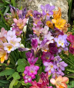 Freesia Royal Champion Mix Flower Seeds - Mixed Colors - 5 Seeds - Image 4