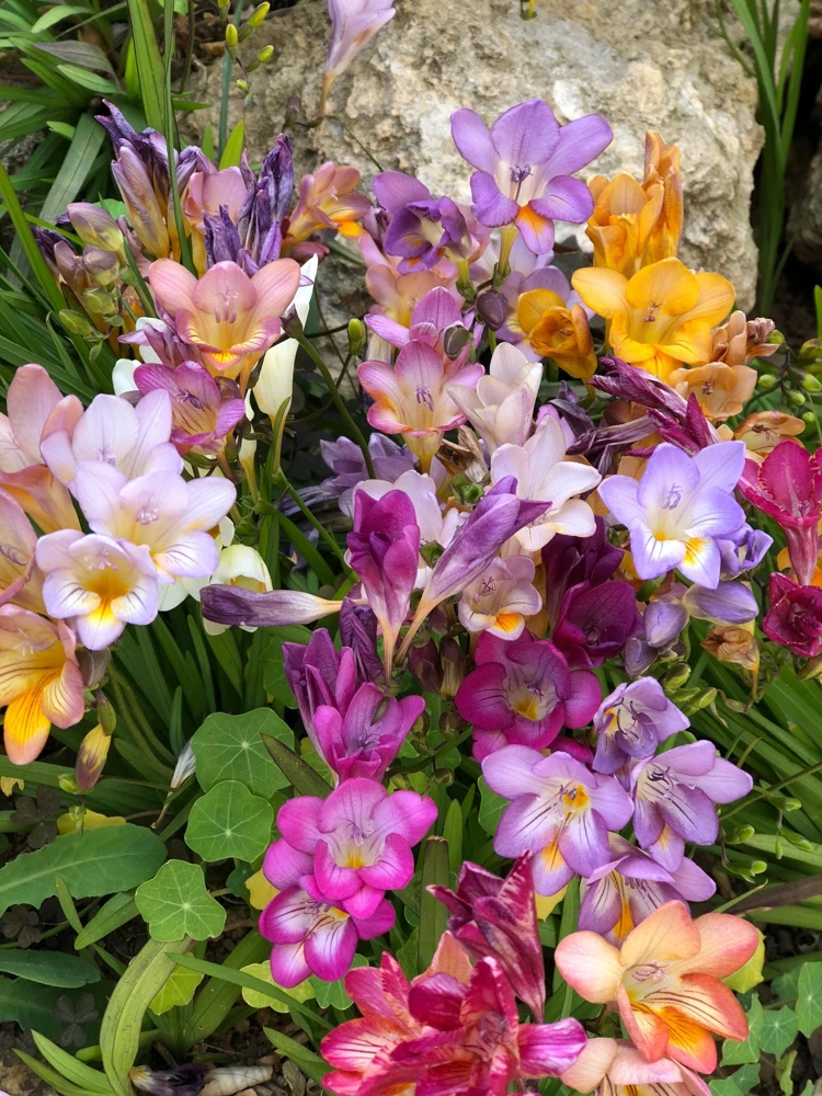 Freesia Royal Champion Mix Flower Seeds - Mixed Colors - 5 Seeds - Image 4