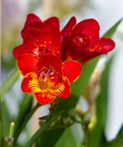 Freesia Royal Champion Mix Flower Seeds - Mixed Colors - 5 Seeds - Image 5