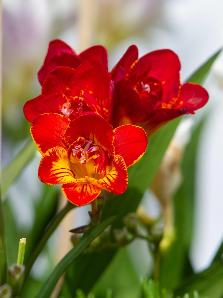 Freesia Royal Champion Mix Flower Seeds - Mixed Colors - 5 Seeds - Image 5