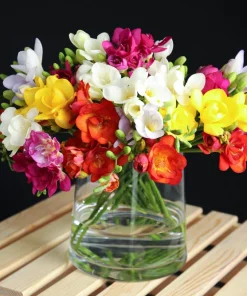 Freesia Royal Champion Mix Flower Seeds - Mixed Colors - 5 Seeds - Image 1