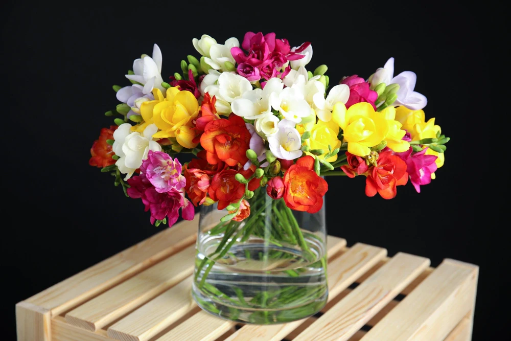 Freesia Royal Champion Mix Flower Seeds - Mixed Colors - 5 Seeds - Image 1