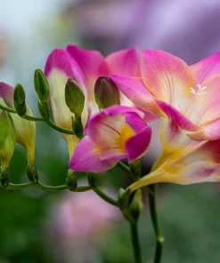 Freesia Royal Champion Mix Flower Seeds - Mixed Colors - 5 Seeds - Image 6