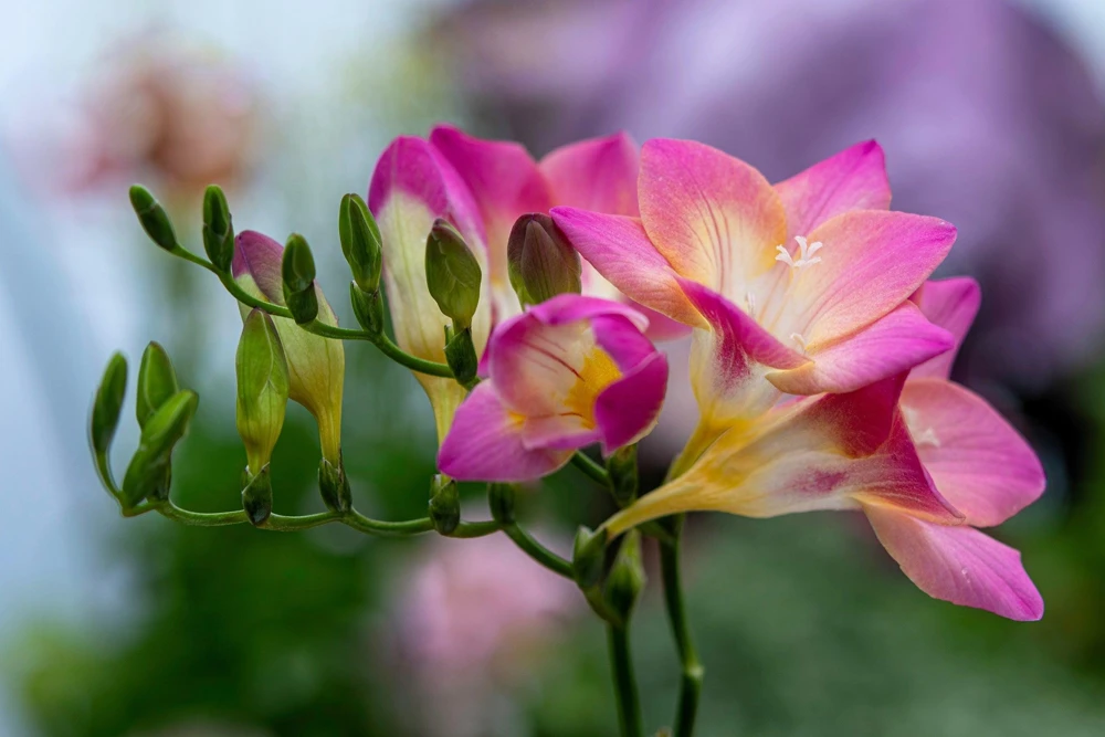 Freesia Royal Champion Mix Flower Seeds - Mixed Colors - 5 Seeds - Image 6