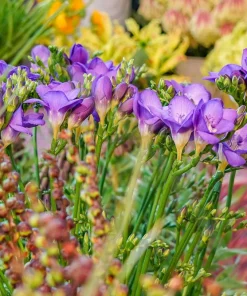 Freesia Royal Champion Mix Flower Seeds - Mixed Colors - 5 Seeds - Image 7