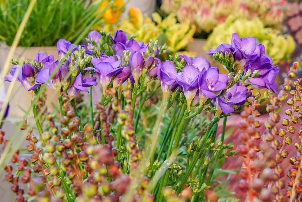 Freesia Royal Champion Mix Flower Seeds - Mixed Colors - 5 Seeds - Image 7