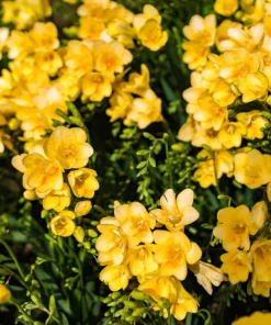 Freesia Royal Champion Mix Flower Seeds - Mixed Colors - 5 Seeds - Image 8