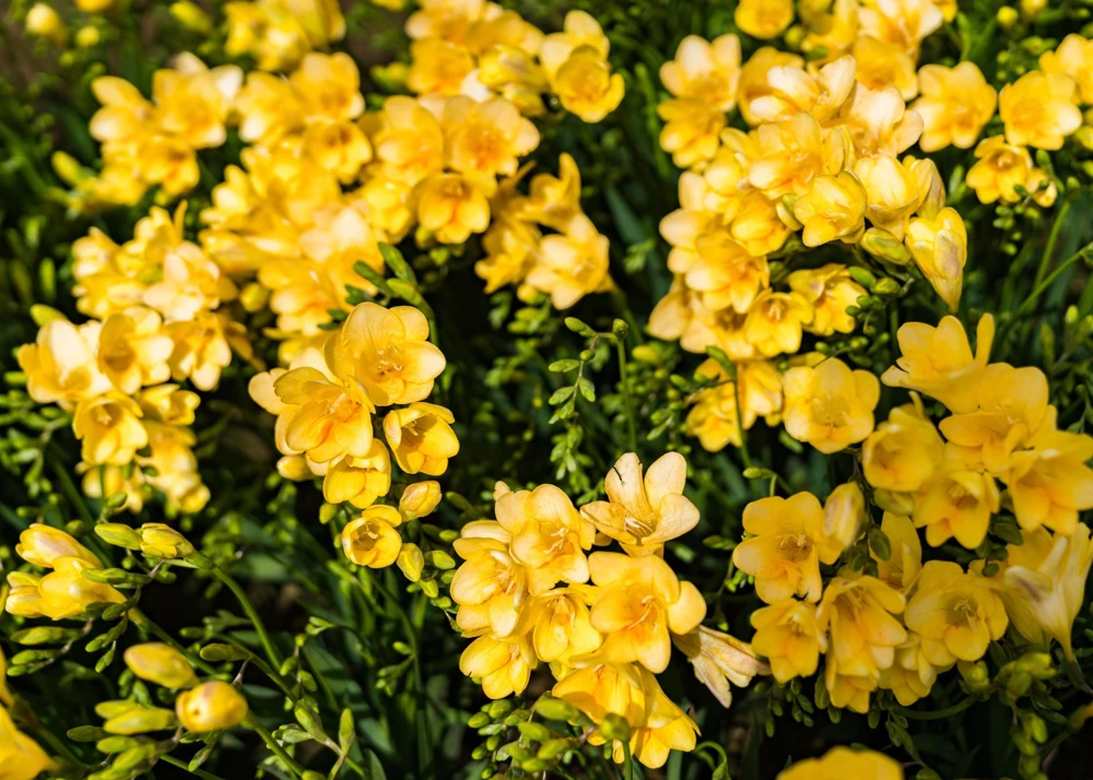 Freesia Royal Champion Mix Flower Seeds - Mixed Colors - 5 Seeds - Image 8
