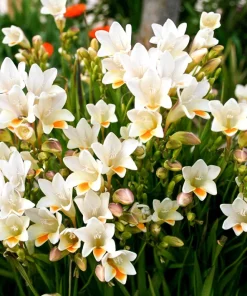 Freesia Royal Champion Mix Flower Seeds - Mixed Colors - 5 Seeds - Image 9