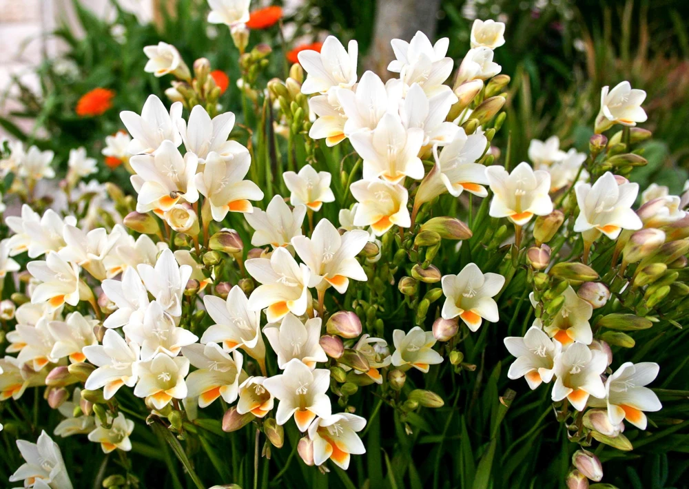 Freesia Royal Champion Mix Flower Seeds - Mixed Colors - 5 Seeds - Image 9