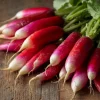 French Breakfast Radish Seeds - 250 Crisp Mild Heirloom Seeds for Spring & Fall - Image 1
