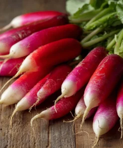 French Breakfast Radish Seeds - 250 Crisp Mild Heirloom Seeds for Spring & Fall - Image 1