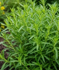 French Tarragon Live Herb Plant 4-6 Inch Tall – Culinary Perennial - Image 2