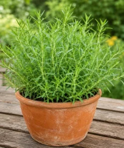 French Tarragon Live Herb Plant 4-6 Inch Tall – Culinary Perennial - Image 3