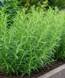 French Tarragon Live Herb Plant 4-6 Inch Tall – Culinary Perennial - Image 4