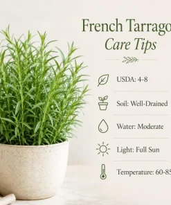 French Tarragon Live Herb Plant 4-6 Inch Tall – Culinary Perennial - Image 5