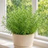 French Tarragon Live Herb Plant 4-6 Inch Tall – Culinary Perennial - Image 1