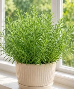 French Tarragon Live Herb Plant 4-6 Inch Tall – Culinary Perennial - Image 1