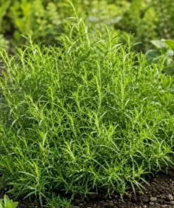 French Tarragon Live Herb Plant 4-6 Inch Tall – Culinary Perennial - Image 6