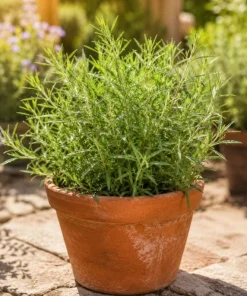 French Tarragon Live Herb Plant 4-6 Inch Tall – Culinary Perennial - Image 7