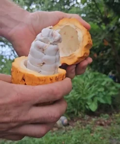 Fresh Cacao Pods - Theobroma cacao Tropical Chocolate Fruit - 1 lb for Eating or Planting - Image 2
