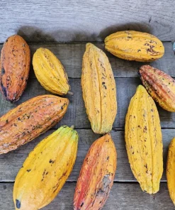Fresh Cacao Pods - Theobroma cacao Tropical Chocolate Fruit - 1 lb for Eating or Planting - Image 3