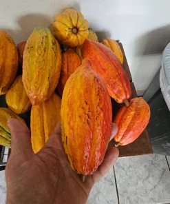 Fresh Cacao Pods - Theobroma cacao Tropical Chocolate Fruit - 1 lb for Eating or Planting - Image 4