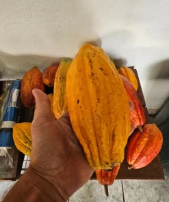 Fresh Cacao Pods - Theobroma cacao Tropical Chocolate Fruit - 1 lb for Eating or Planting - Image 5