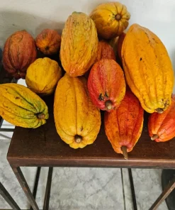 Fresh Cacao Pods - Theobroma cacao Tropical Chocolate Fruit - 1 lb for Eating or Planting - Image 6