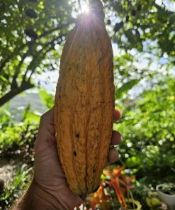 Fresh Cacao Pods - Theobroma cacao Tropical Chocolate Fruit - 1 lb for Eating or Planting - Image 7