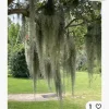 Fresh Live Spanish Moss, 1 Gallon (12 oz) Tillandsia usneoides for Crafts - Image 1