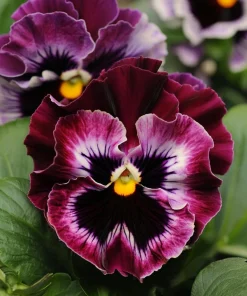 Frizzle Sizzle Raspberry Pansy Seeds - 25 Ruffled Viola Seeds, Rare Variety - Image 2
