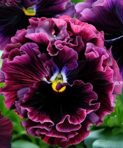 Frizzle Sizzle Raspberry Pansy Seeds - 25 Ruffled Viola Seeds, Rare Variety - Image 3